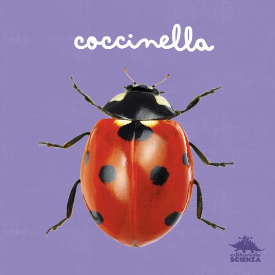 Coccinella.