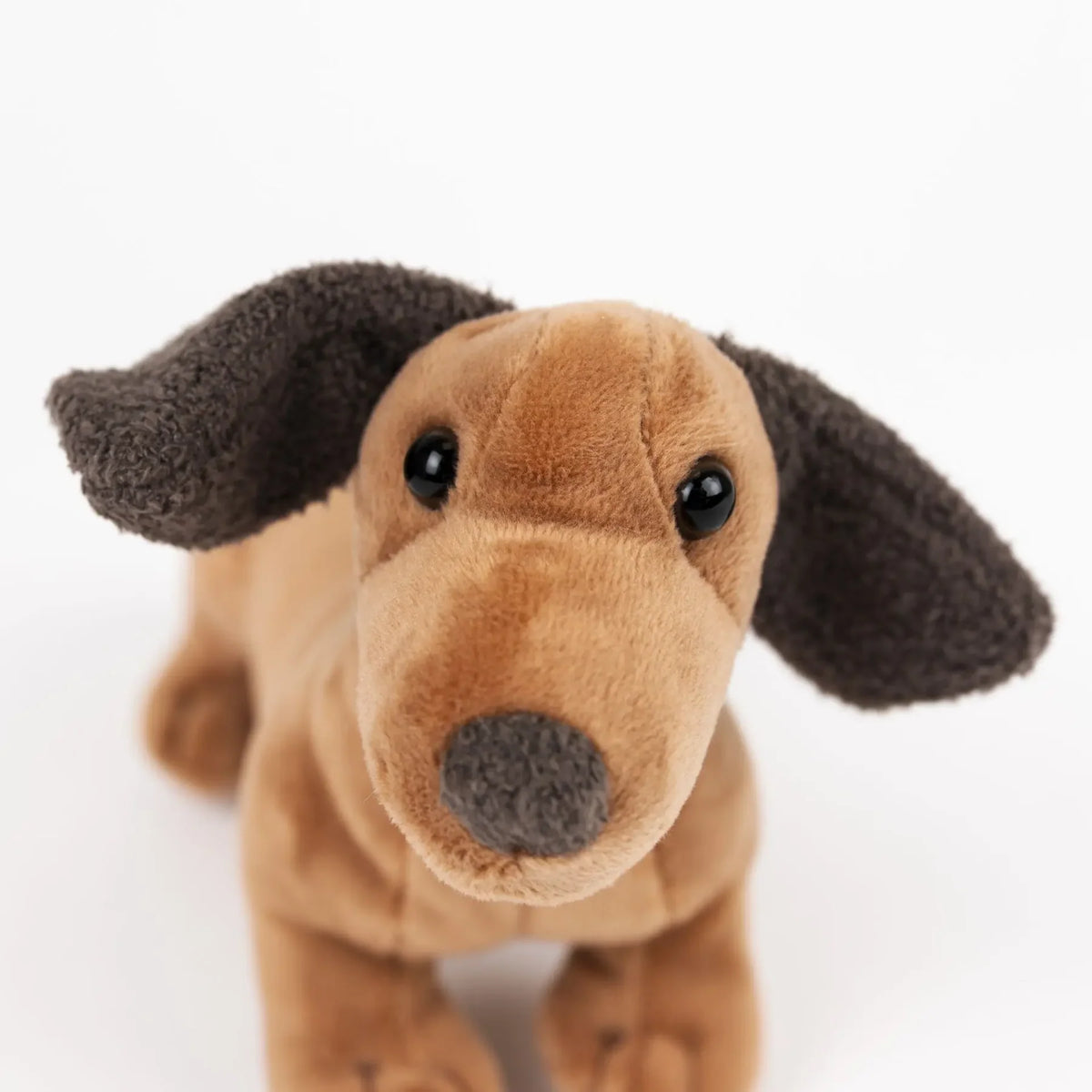 Edward the Dachshund