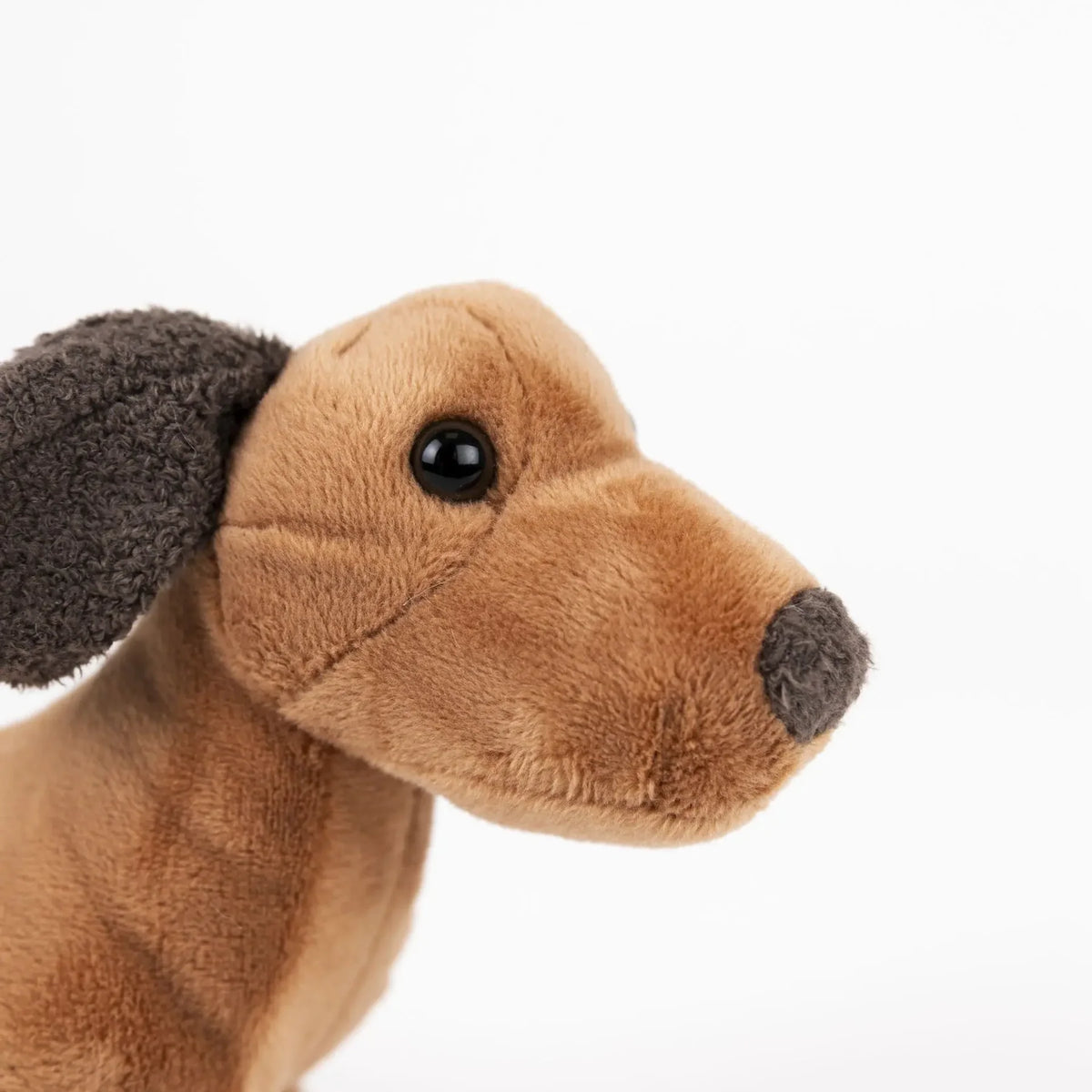 Edward the Dachshund