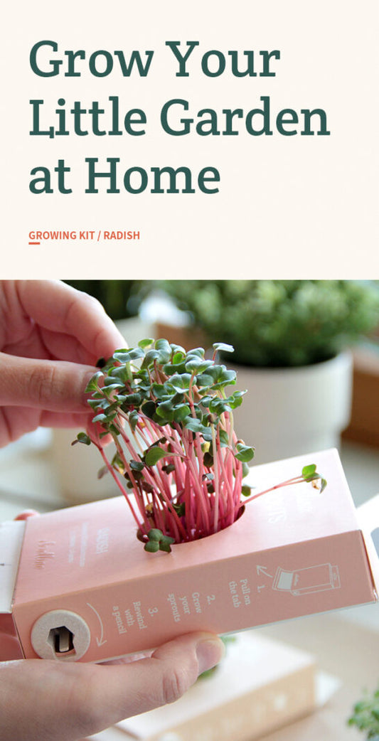 Scrollino Radish Sprouts