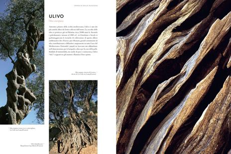 Cortecce. Viaggio nell'intimità degli alberi del mondo