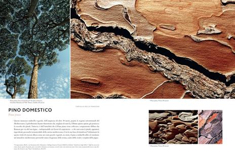 Cortecce. Viaggio nell'intimità degli alberi del mondo