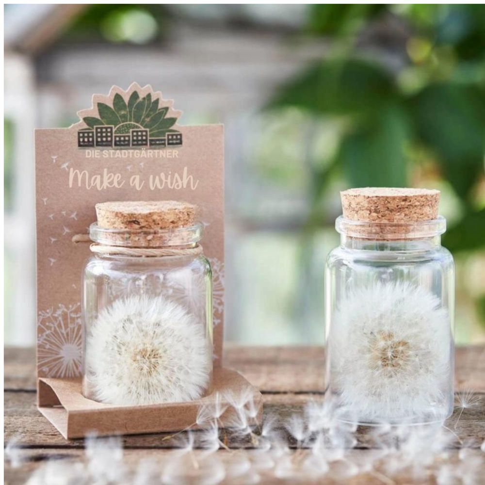 Make a wish - soffione in vasetto